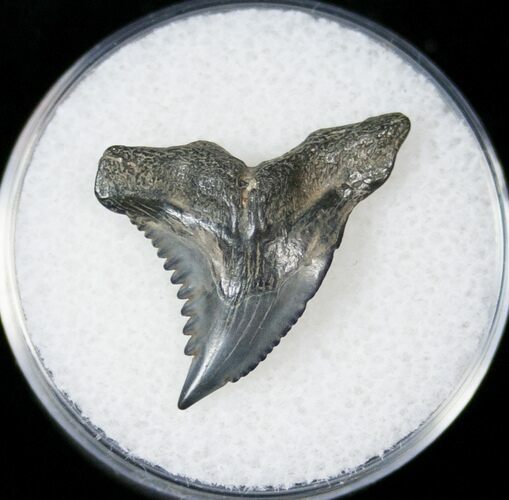 Hemipristis Shark Tooth Fossil - Florida #15090
